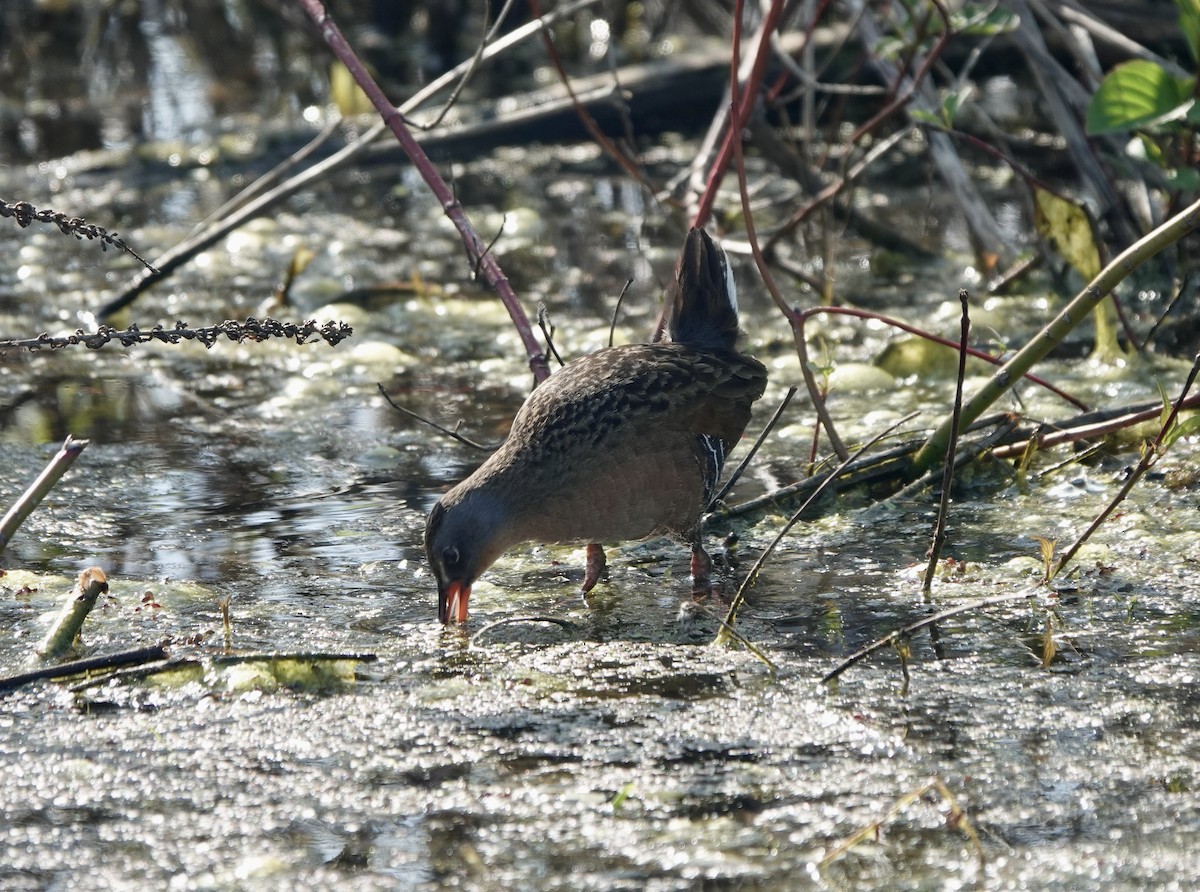 Virginia Rail - ML619635641