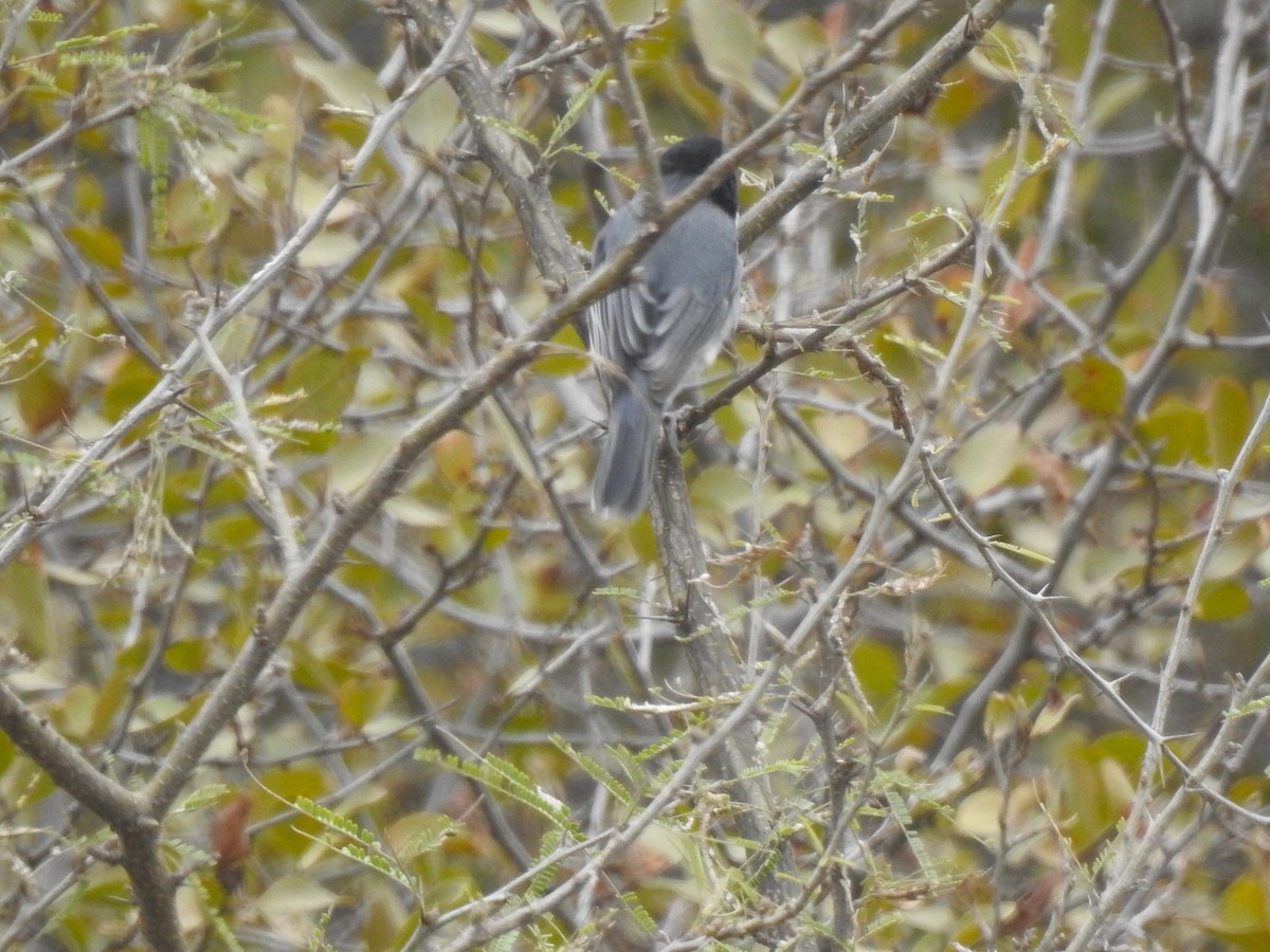 Black-capped Warbling Finch - Ricardo Centurión