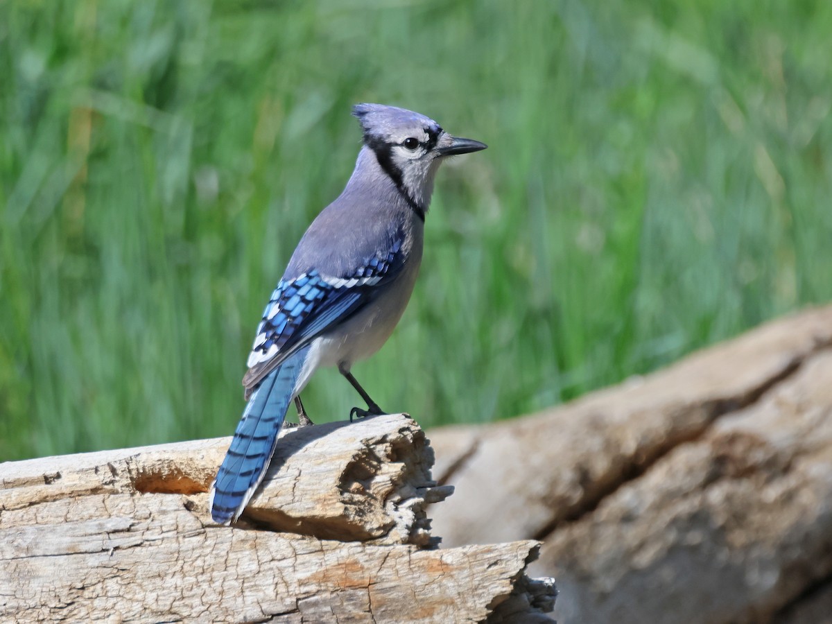 Blue Jay - Alan Versaw