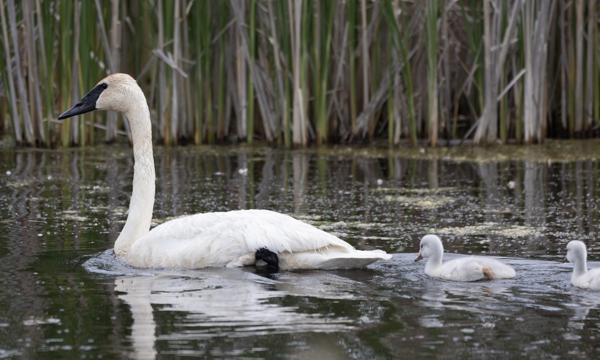 Trumpeter Swan - ML619635653