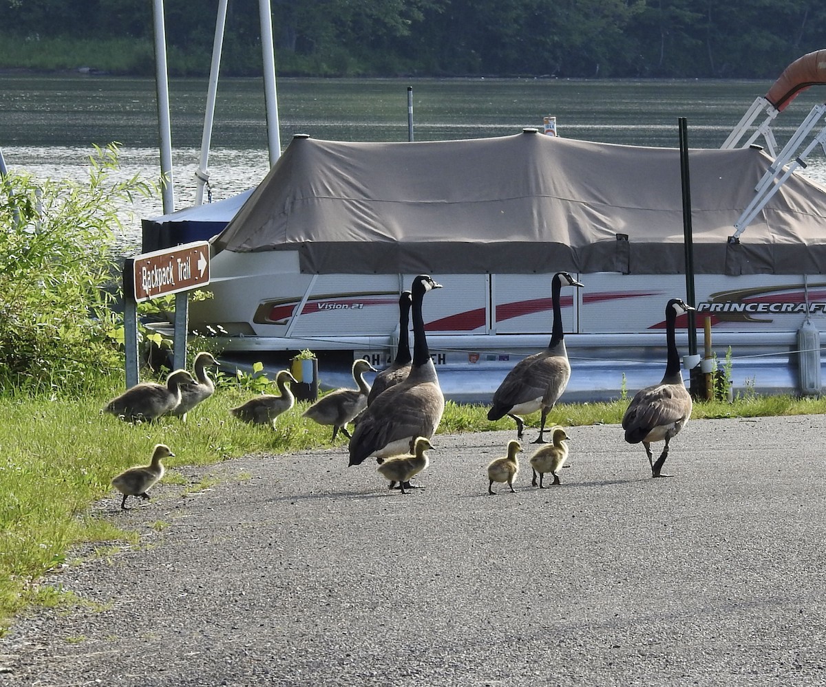 Canada Goose - Robert Mills