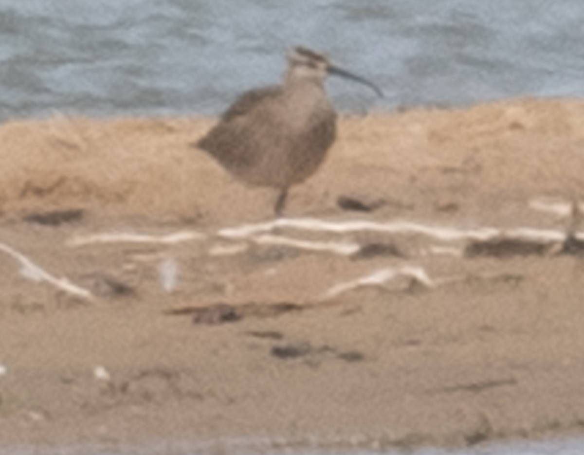 Whimbrel - Lynn Chapman