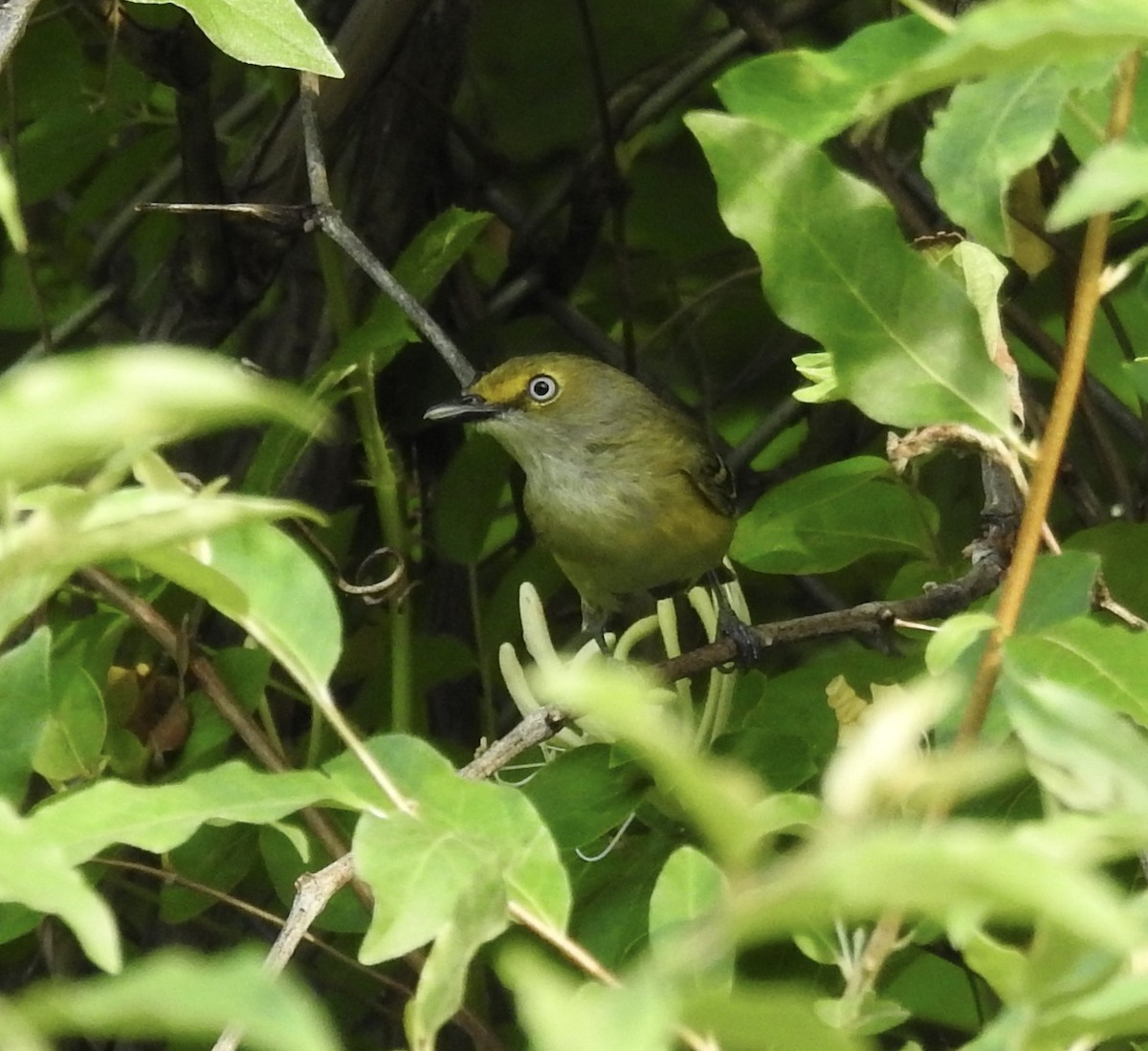 White-eyed Vireo - Robert Mills