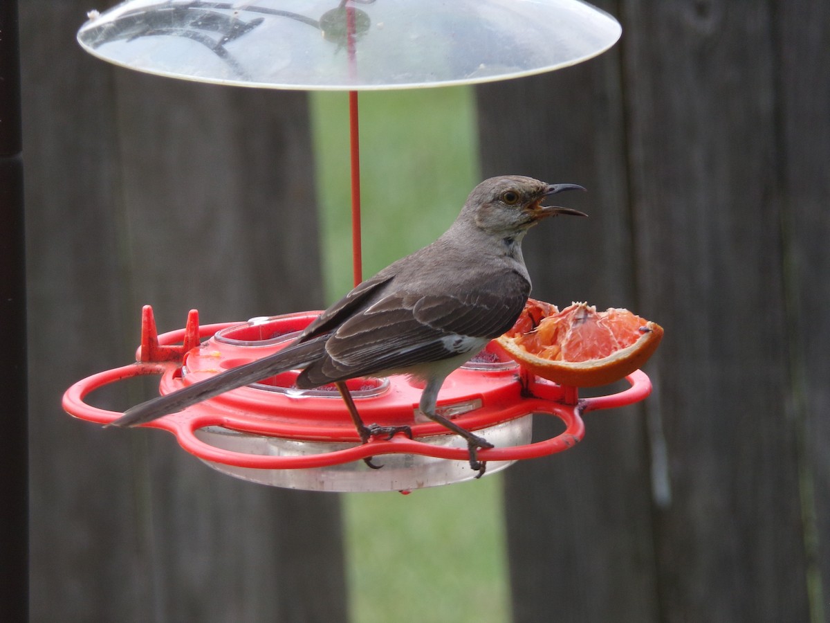 Northern Mockingbird - Texas Bird Family