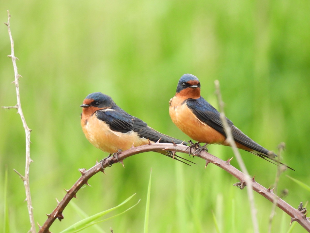 Barn Swallow - Mark Tonelli