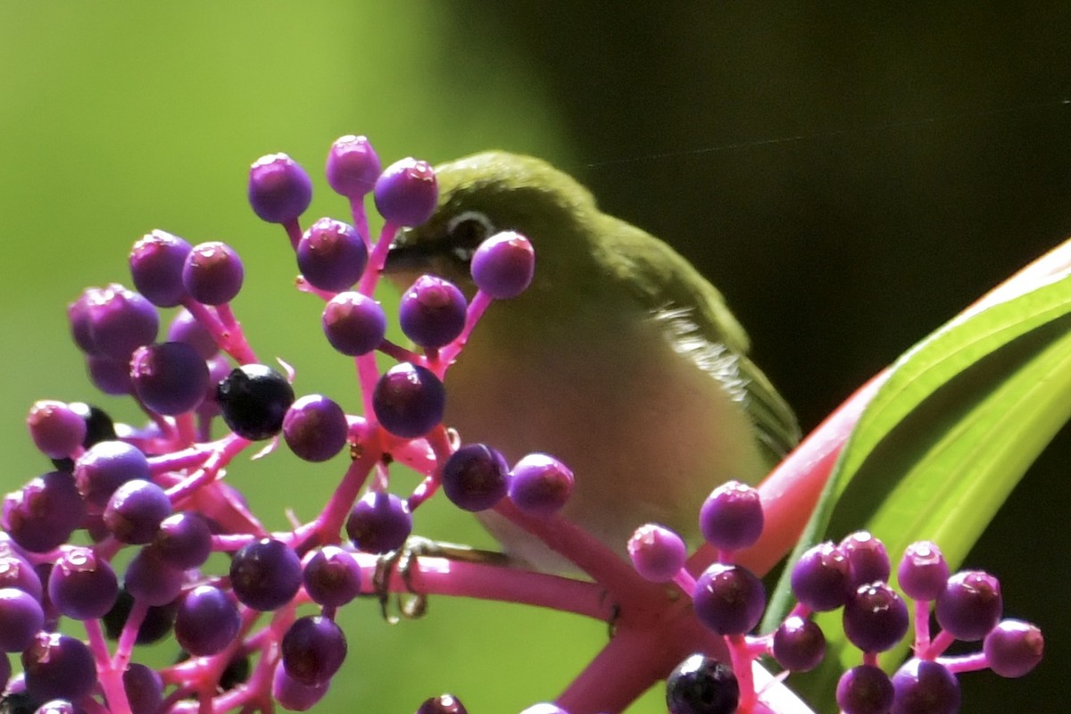 Warbling White-eye - ML619635693