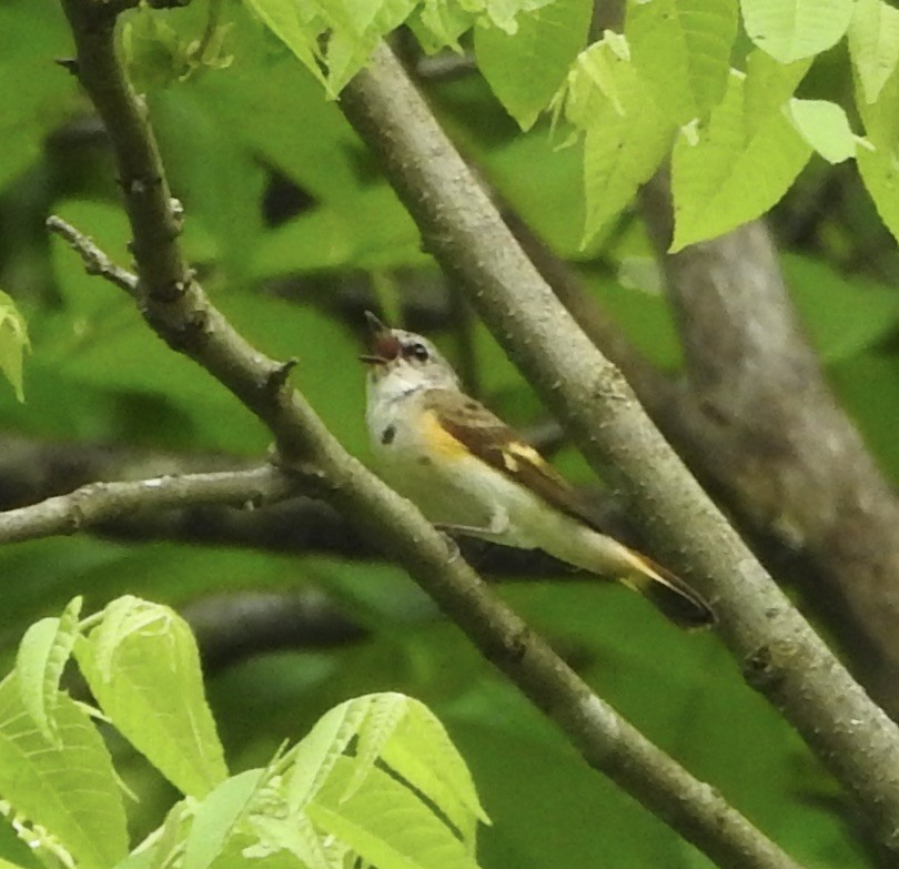 American Redstart - Robert Mills