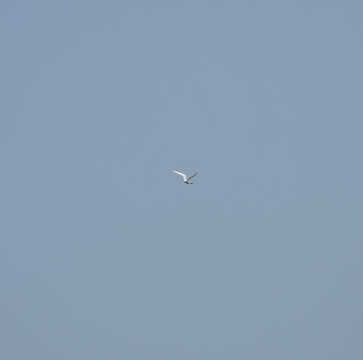 Common Tern - ML619635695