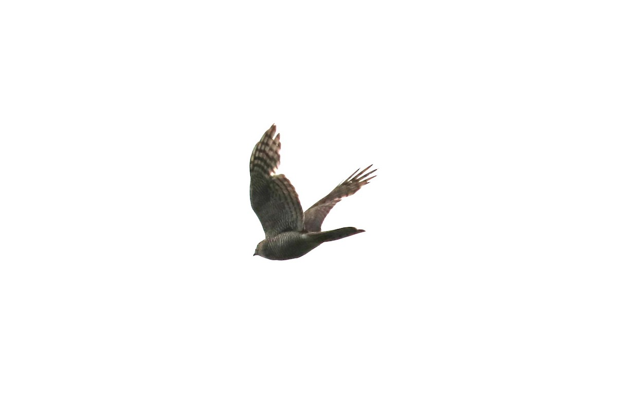 Eurasian Sparrowhawk - Alexander Cherinko