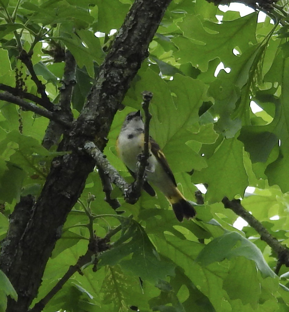 American Redstart - Robert Mills