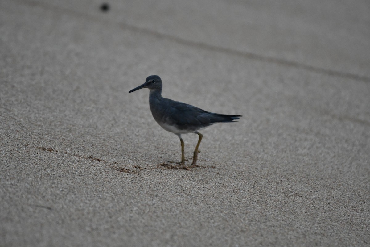 Wandering Tattler - Sarah Dix