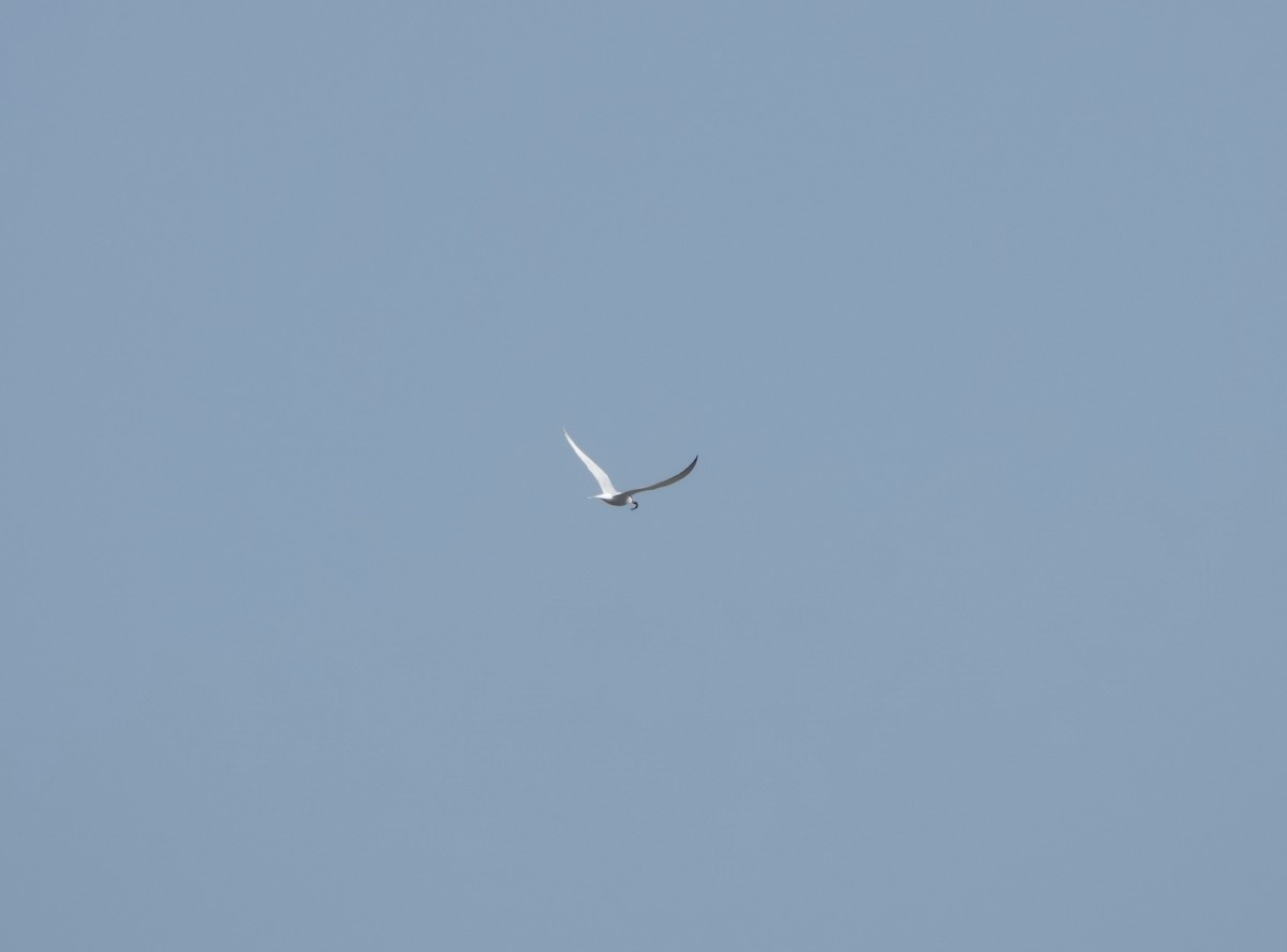 Common Tern - Sylvie Vanier🦩