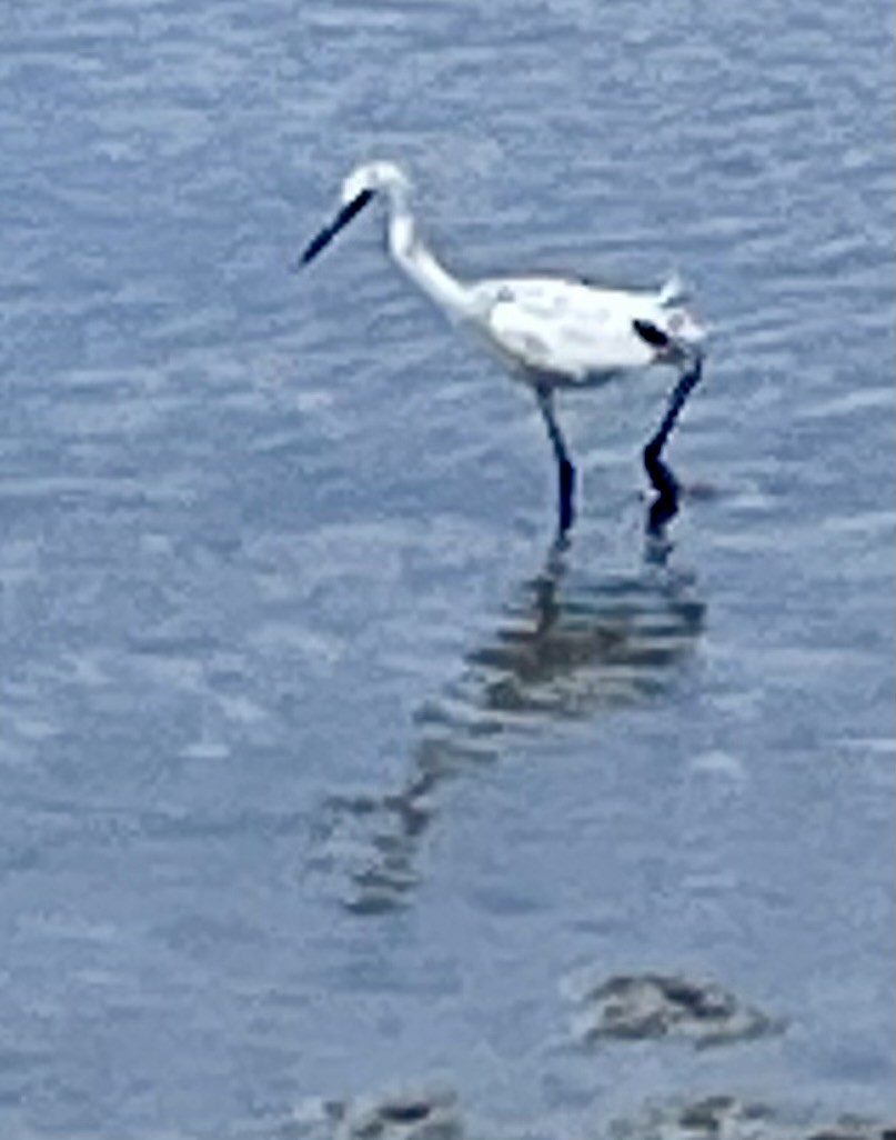 Little Blue Heron - Eric Haskell