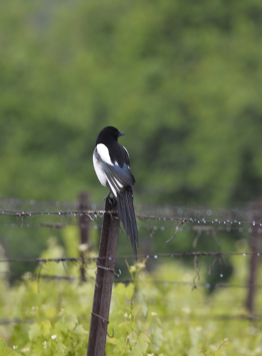 Eurasian Magpie - Dominique Blanc