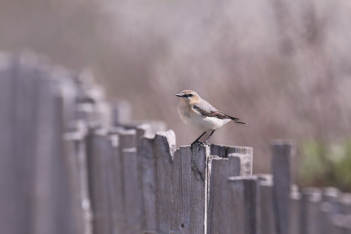 Northern Wheatear - Thomas Galewski