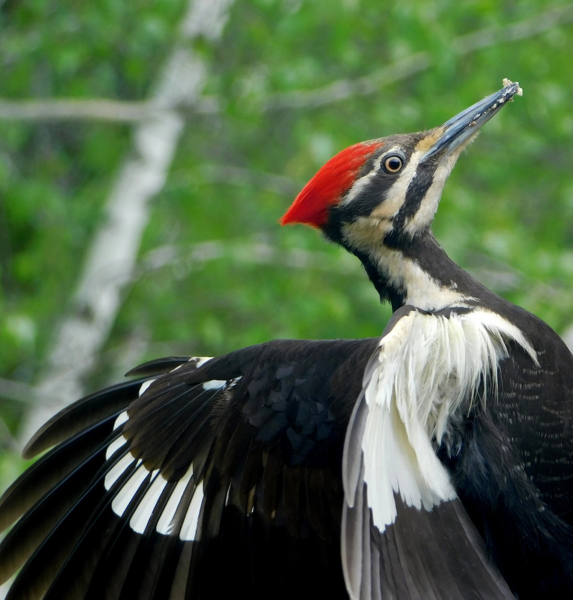 Pileated Woodpecker - Karen Cook