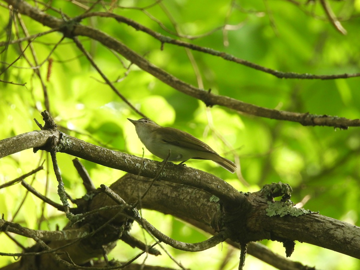 Red-eyed Vireo - Paul Mahler