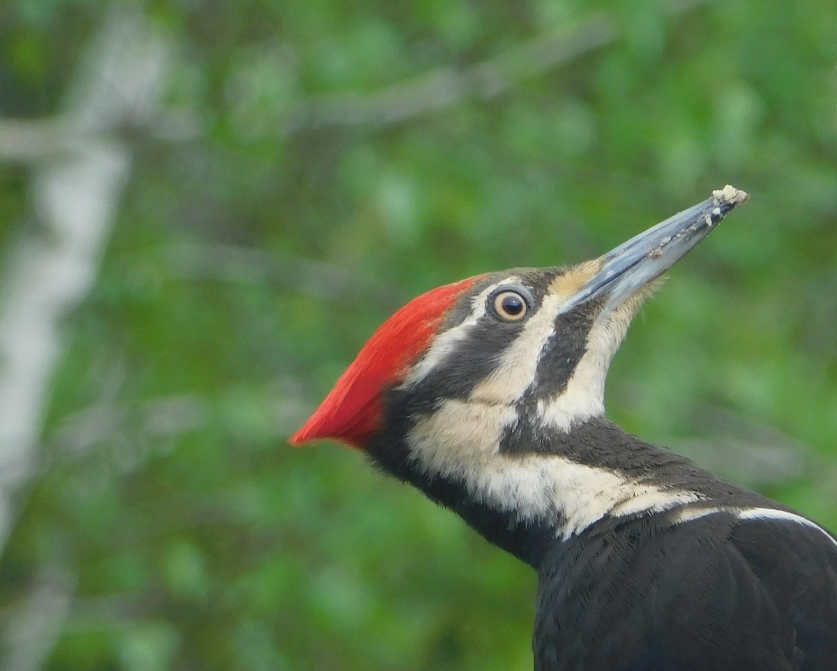 Pileated Woodpecker - Karen Cook