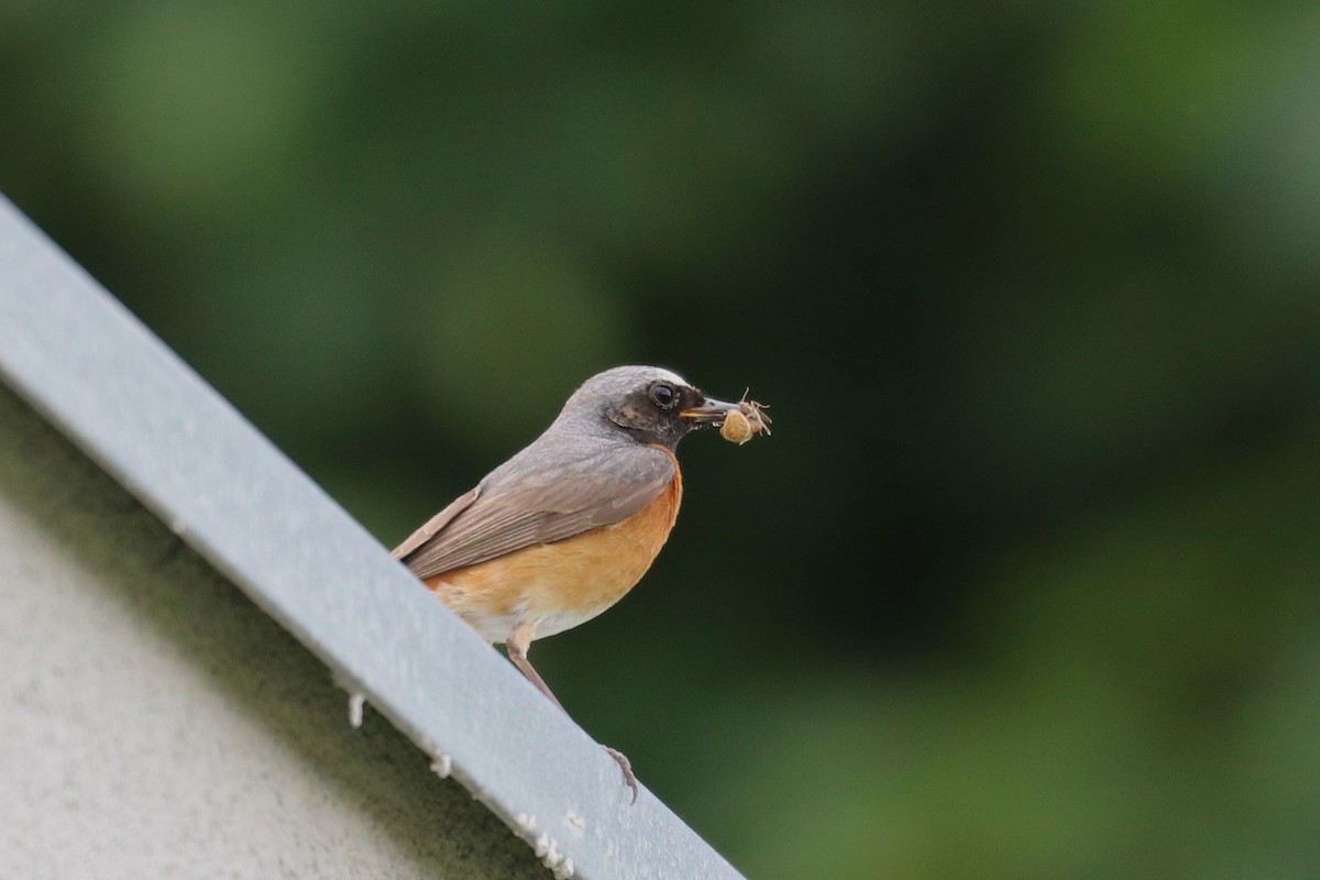 Common Redstart - Alexander Cherinko