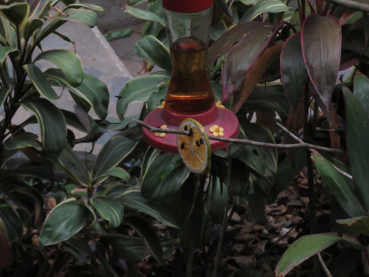 kolibřík helikóniový - ML619635737