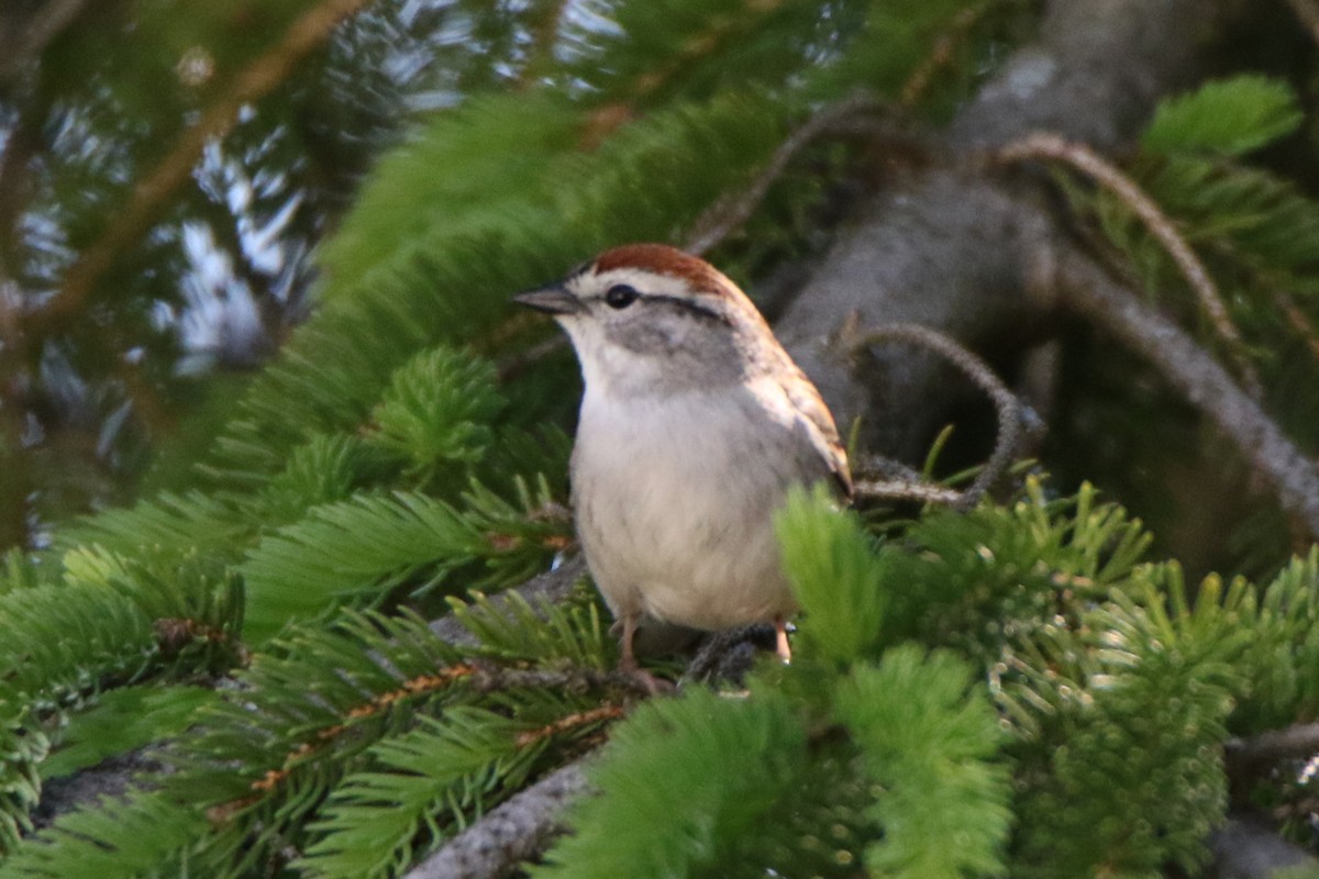 Chipping Sparrow - Joe Baldwin