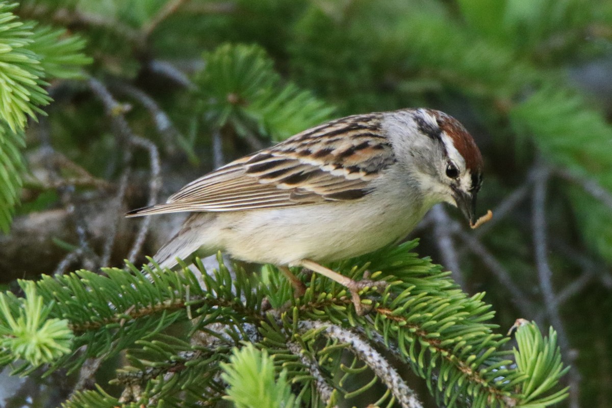 Chipping Sparrow - Joe Baldwin