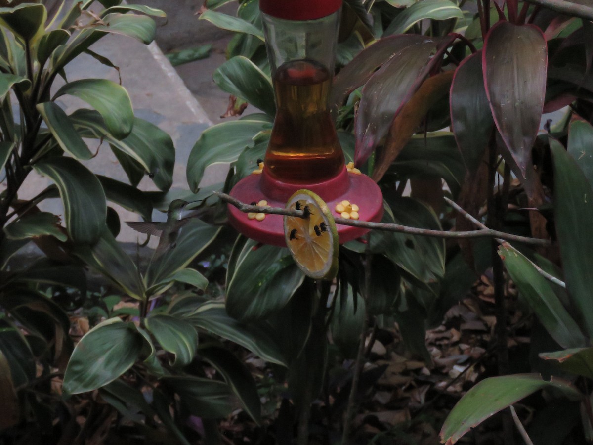 kolibřík helikóniový - ML619635740