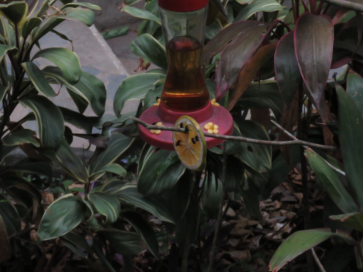 kolibřík helikóniový - ML619635743