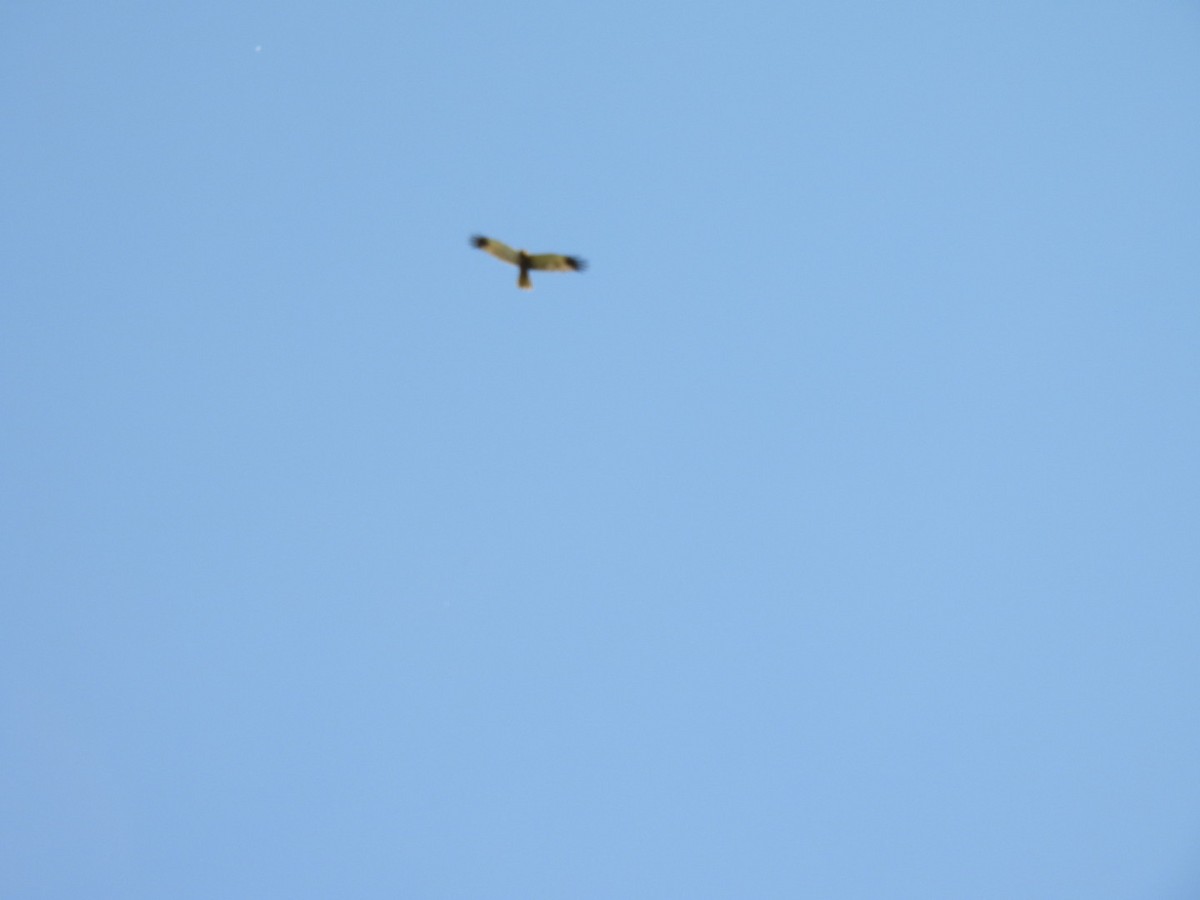 Western Marsh Harrier - Zuzana Kobesova