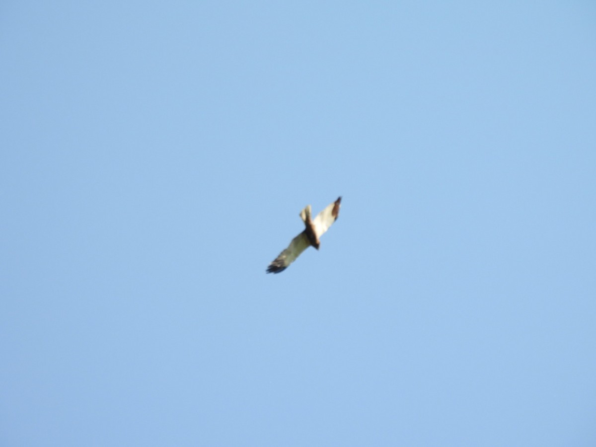 Western Marsh Harrier - Zuzana Kobesova