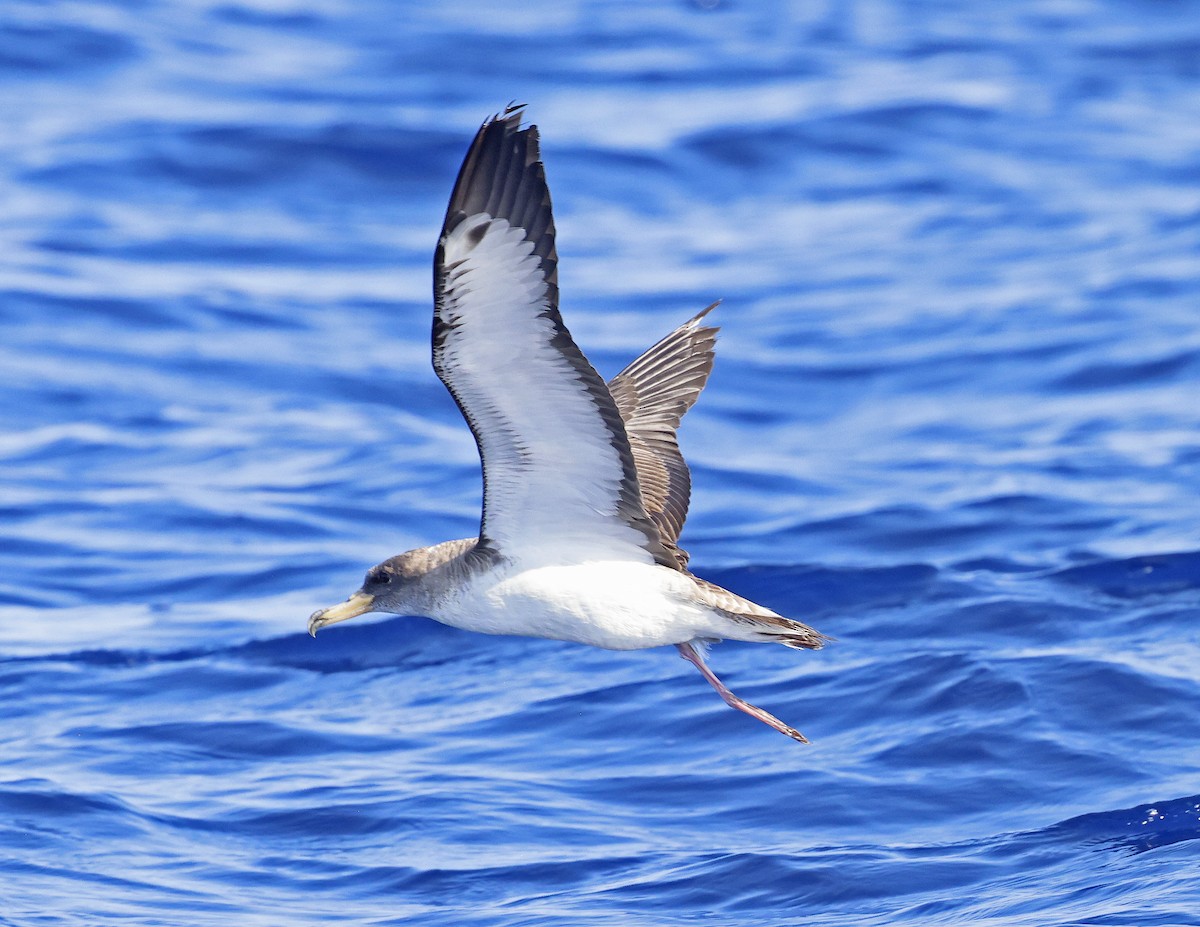 Cory's Shearwater - ML619635747