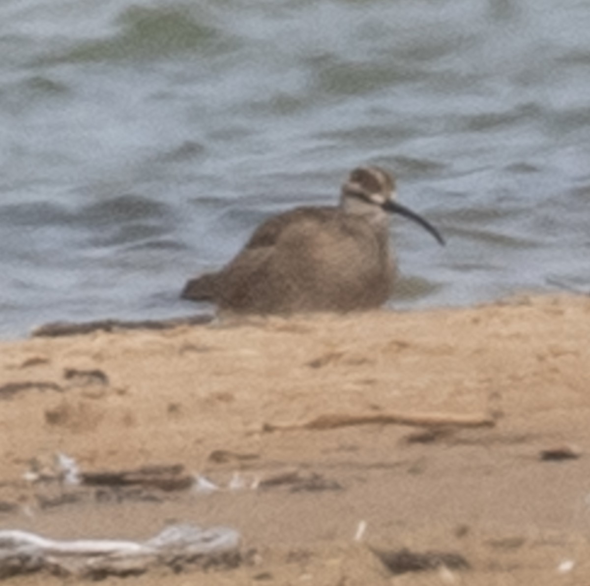 Whimbrel - Lynn Chapman