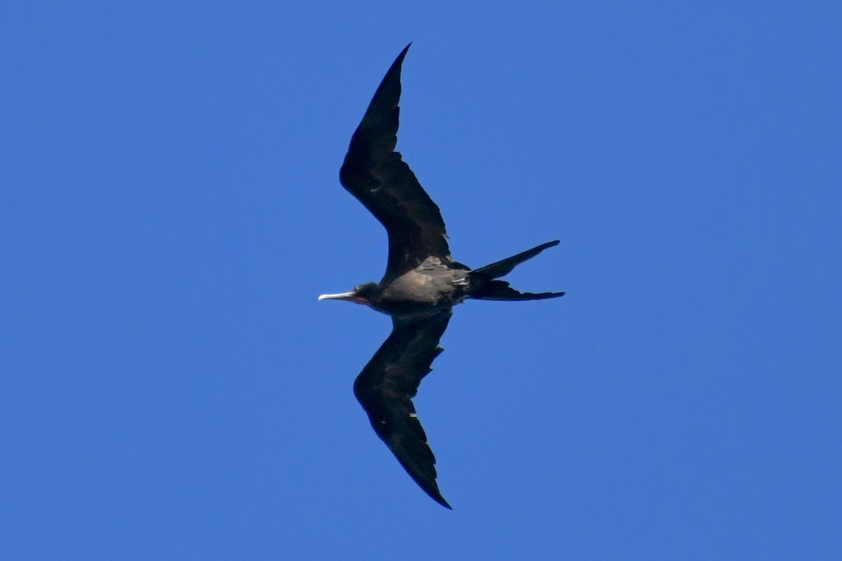 Great Frigatebird - ML619635758