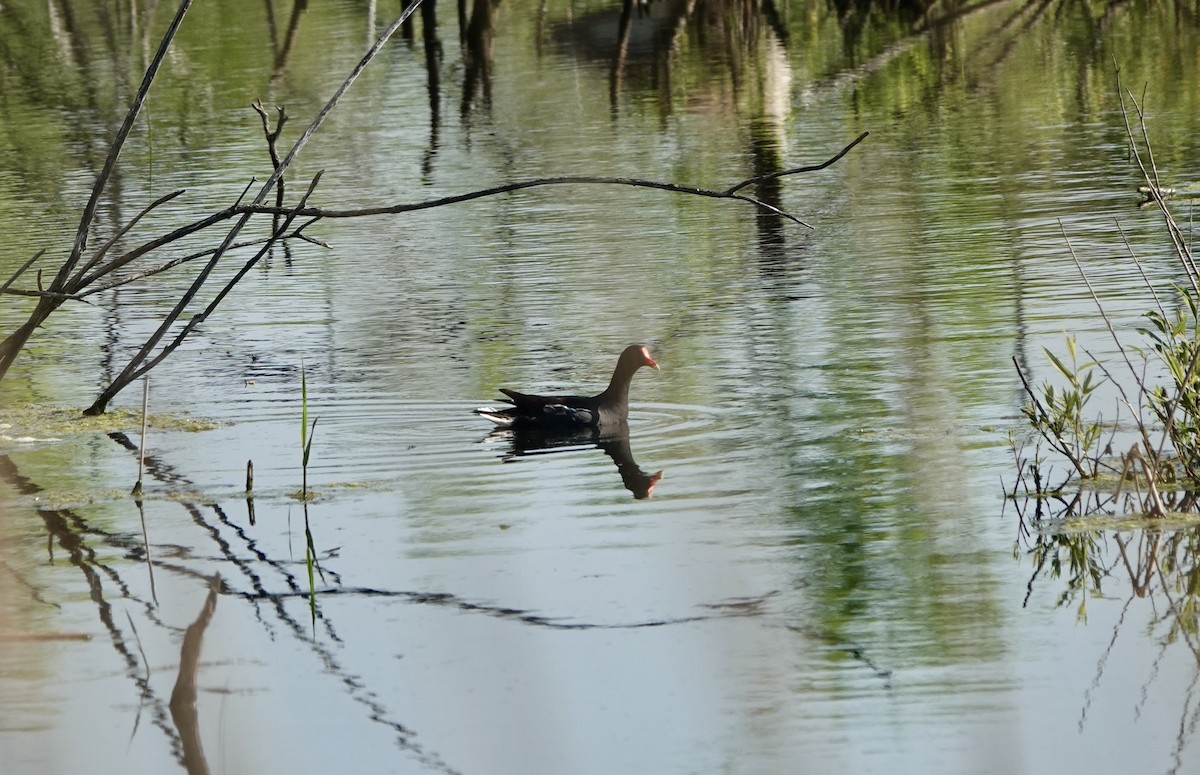 Gallinule d'Amérique - ML619635759