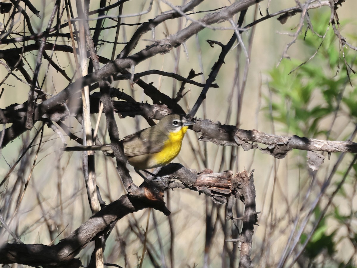 Yellow-breasted Chat - ML619635764