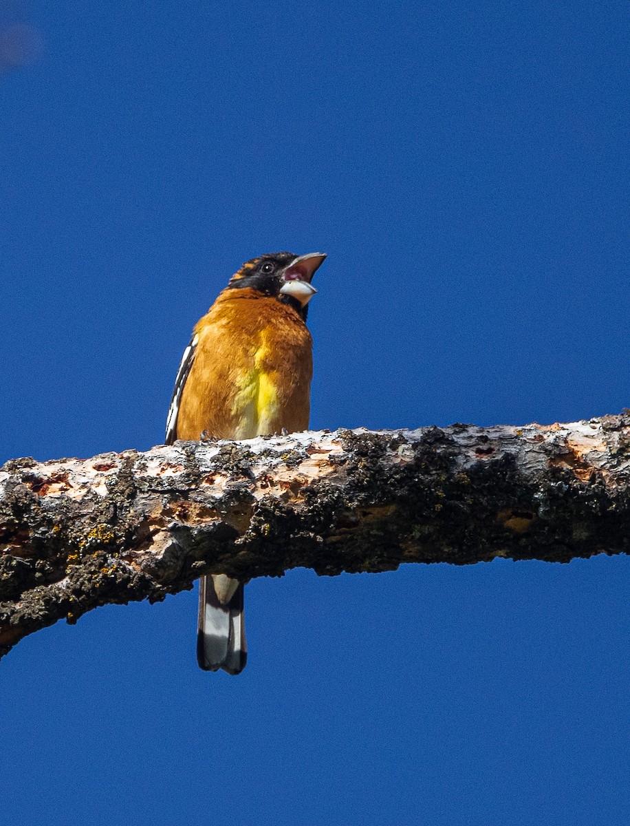 Black-headed Grosbeak - bj worth