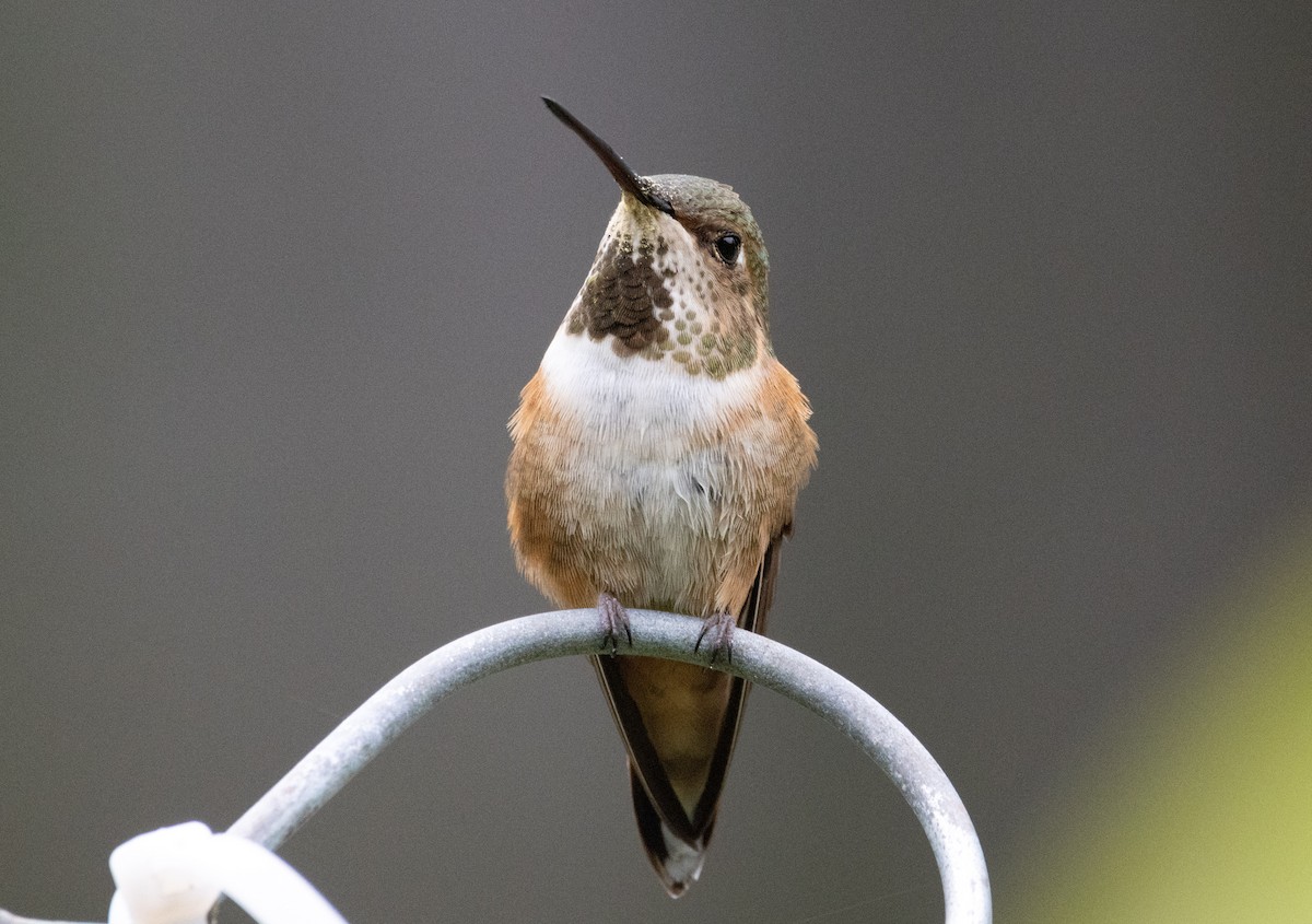 Rufous Hummingbird - Danielle Lacasse