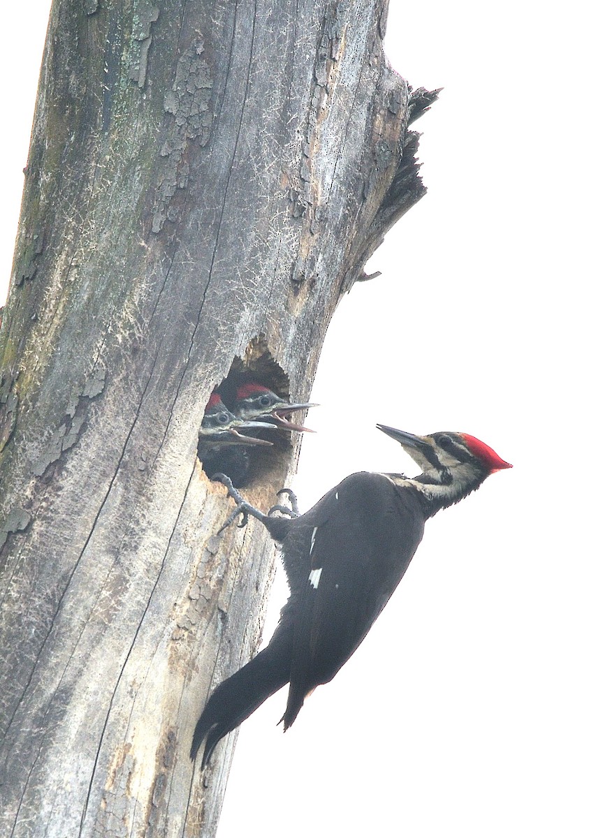 Pileated Woodpecker - Jaime Thomas