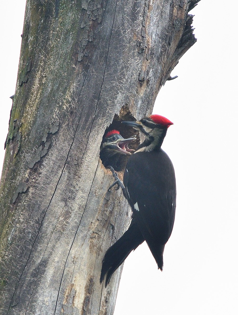 Pileated Woodpecker - Jaime Thomas