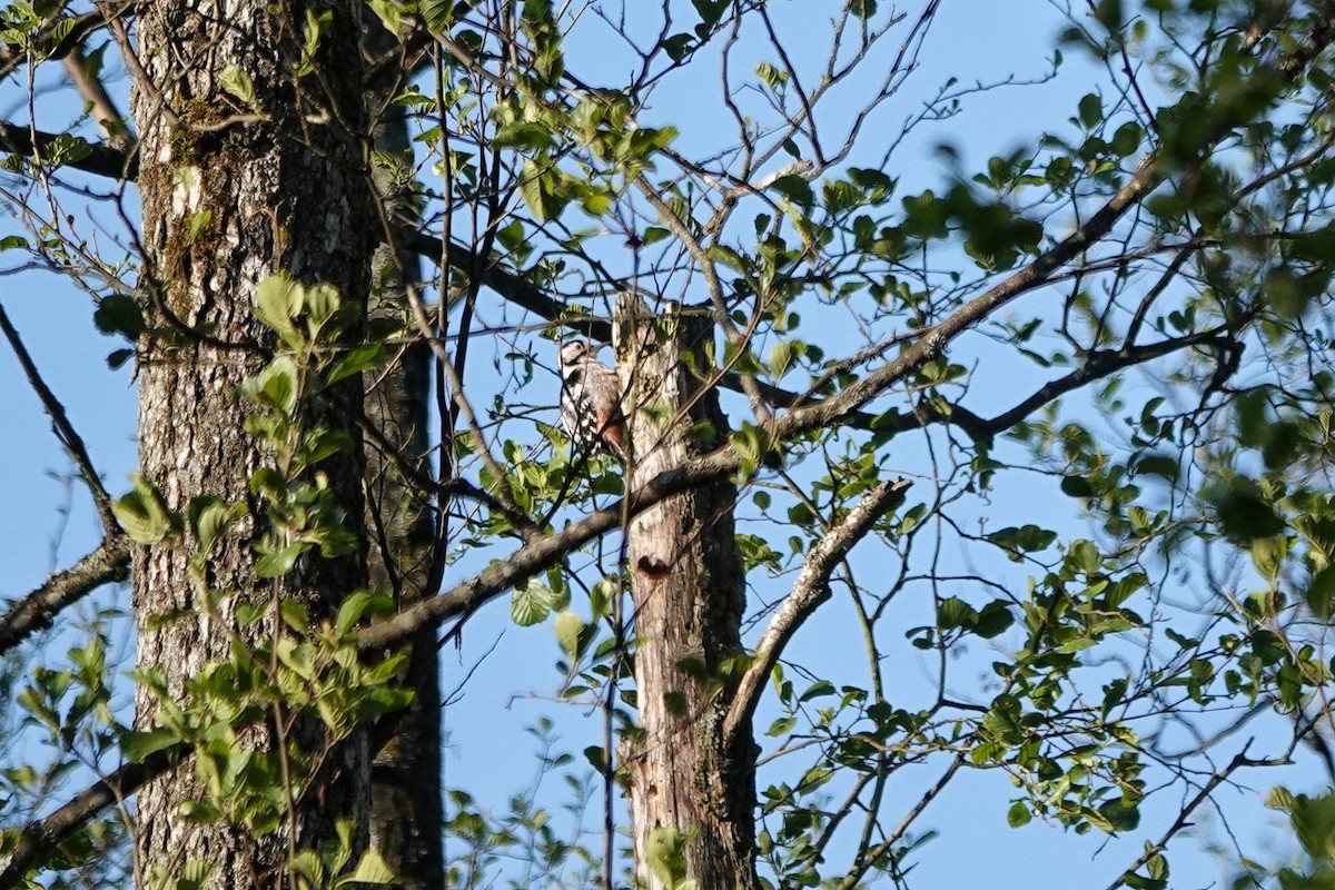 White-backed Woodpecker - Thomas Gibson