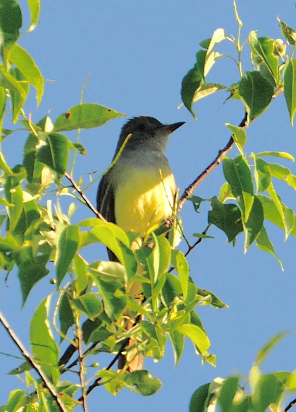 Great Crested Flycatcher - ML619635778