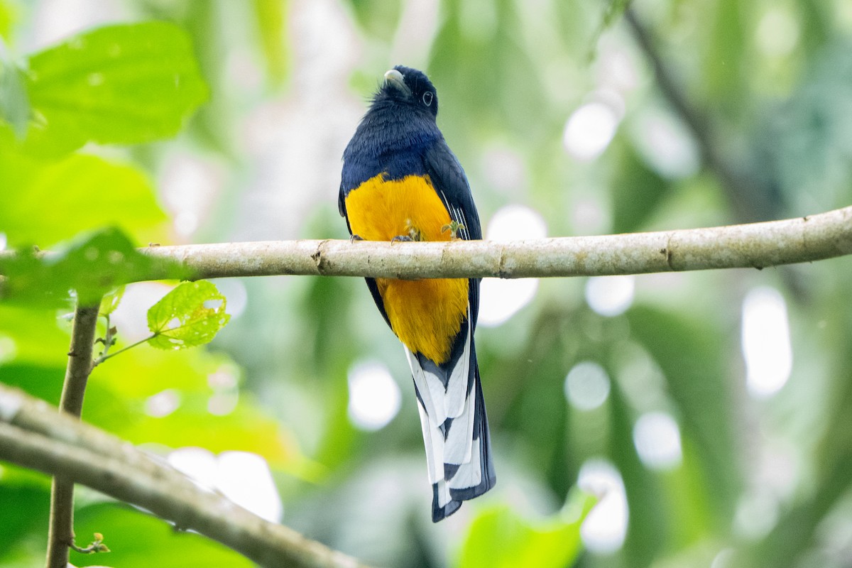 Green-backed Trogon - ML619635785