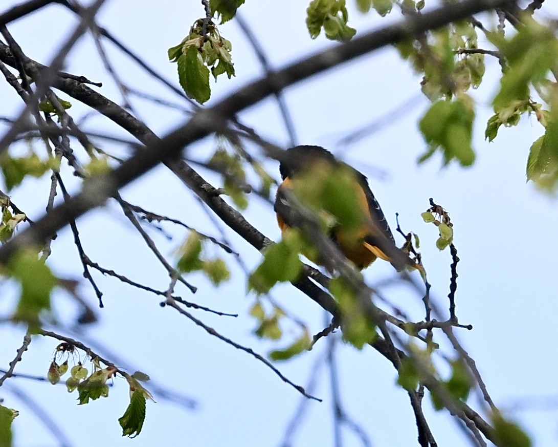 Baltimore Oriole - Joe Wujcik