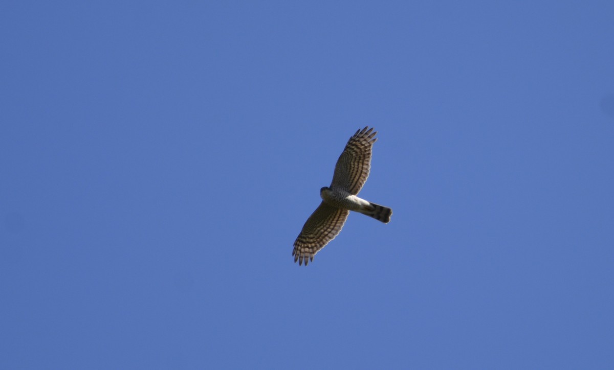 Eurasian Sparrowhawk - Dominique Blanc