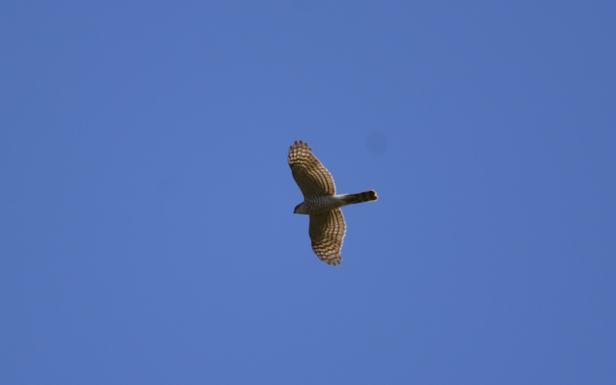 Eurasian Sparrowhawk - Dominique Blanc