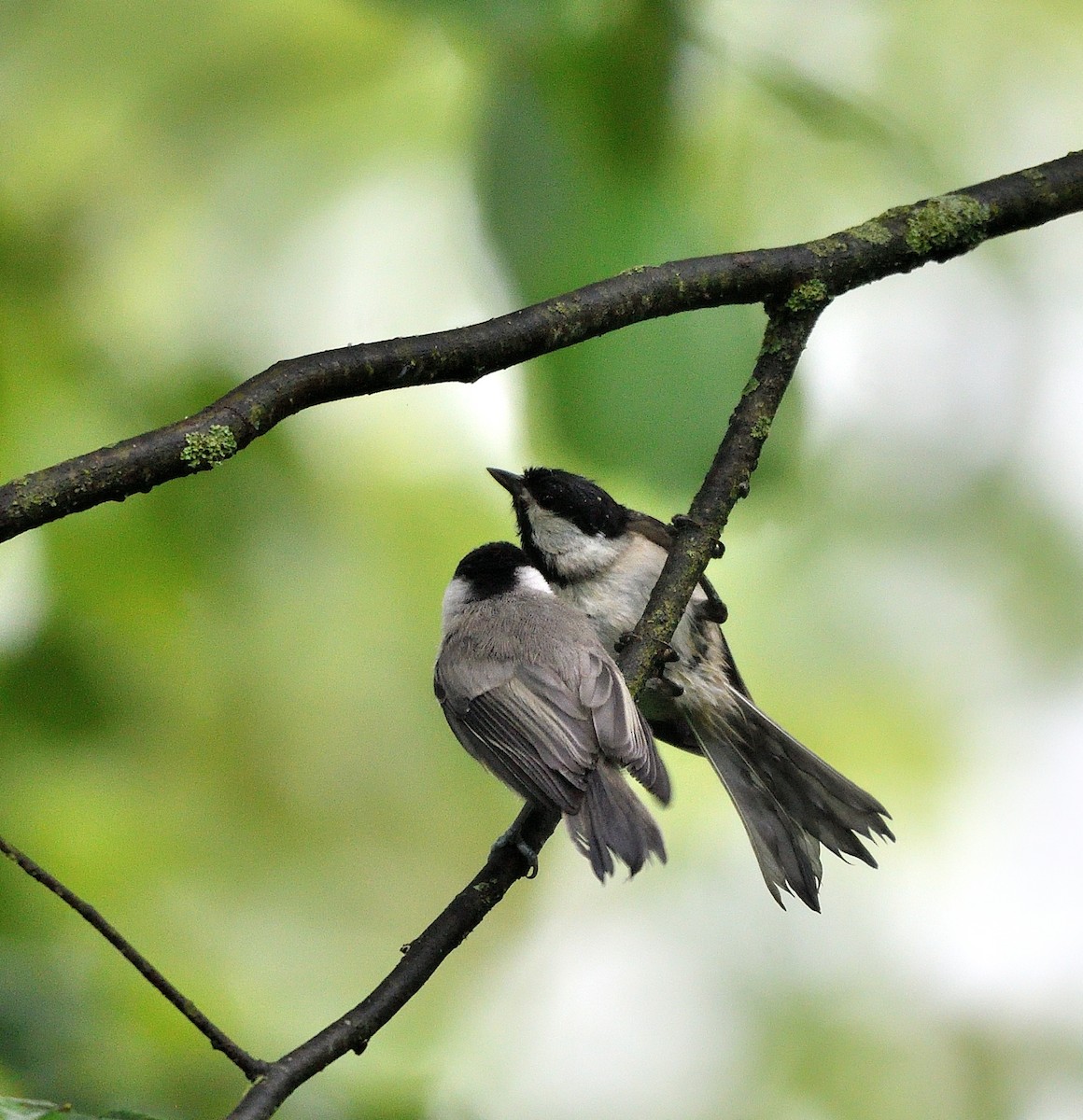 Carolina Chickadee - ML619635799