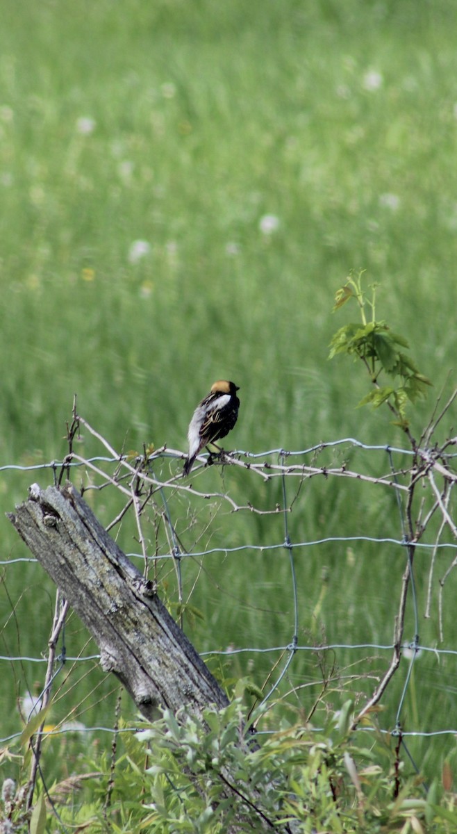 Bobolink - Jerry Séguin