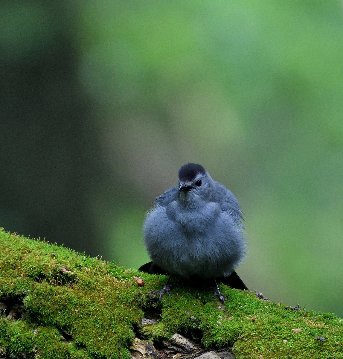 Gray Catbird - ML619635806