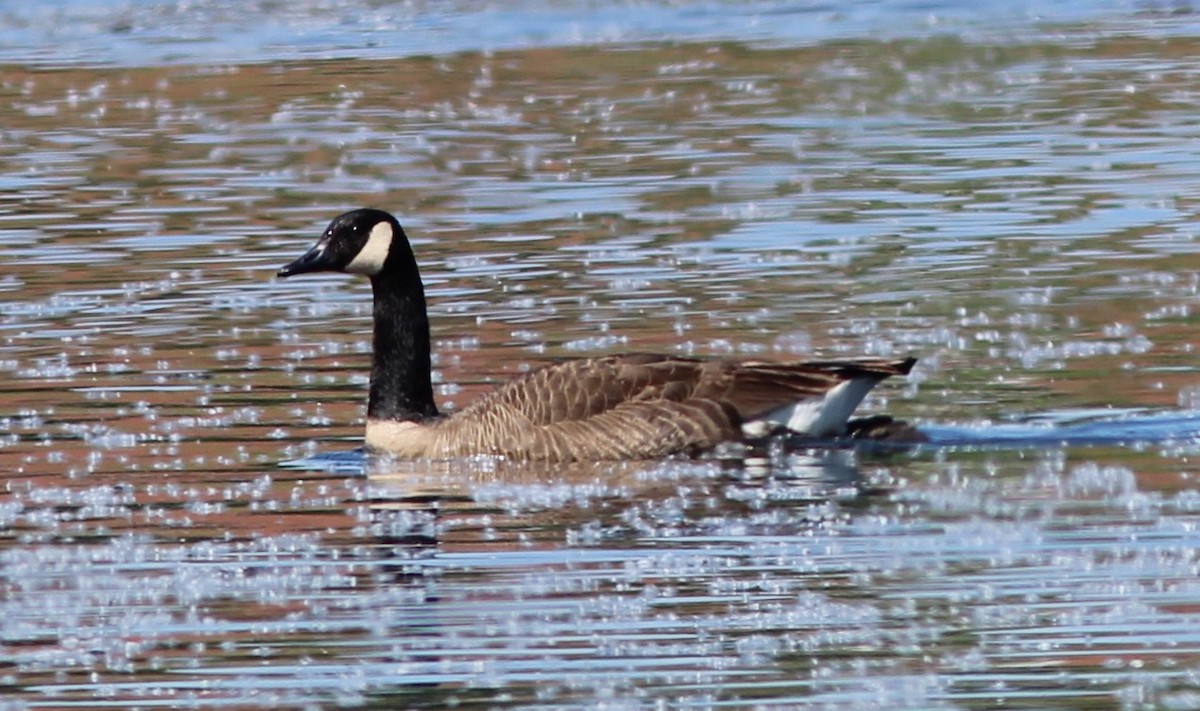 Canada Goose - Karen Lucas