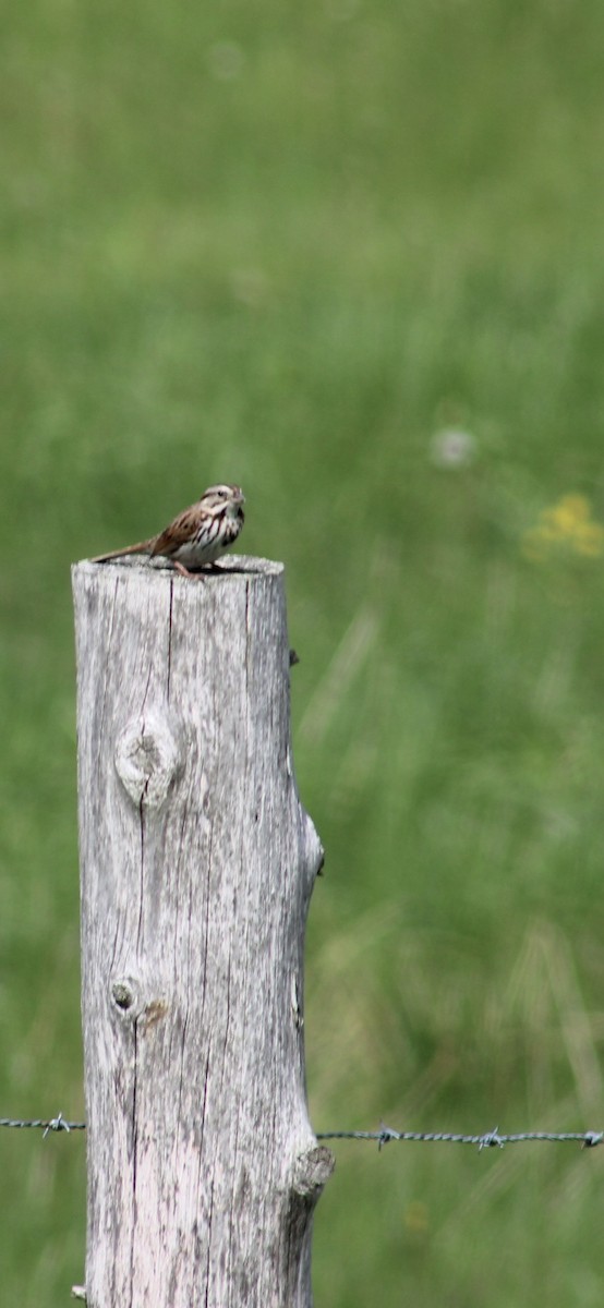 Song Sparrow - Jerry Séguin